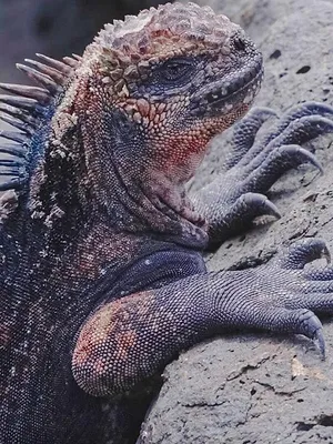 Merveilles de la nature