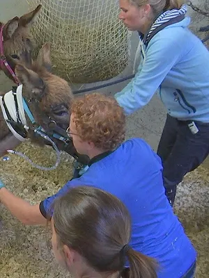Dierendokters 24/7