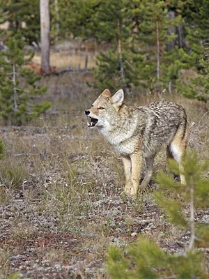 Des grizzlys et des loups
