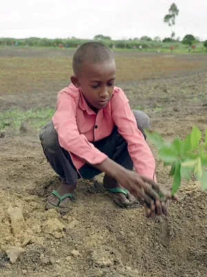 Planter à tout prix : Des arbres pour sauver la planète ?