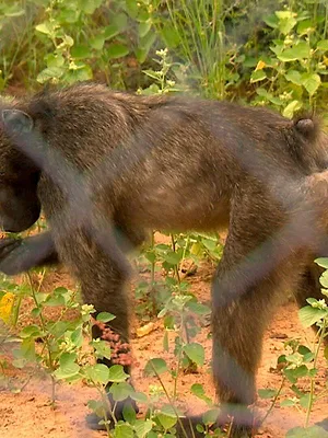 Das Waisenhaus für wilde Tiere