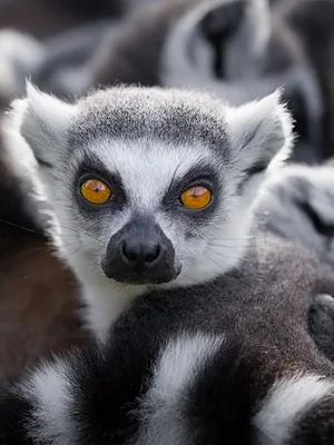 Une saison au zoo