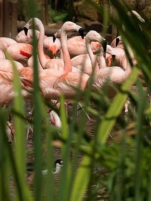 Zoo : le défi de demain
