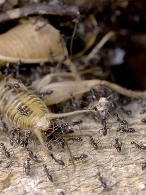 Les réseaux sociaux des animaux