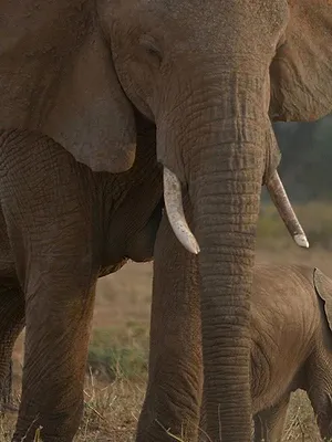 Kenya : au rythme des pluies