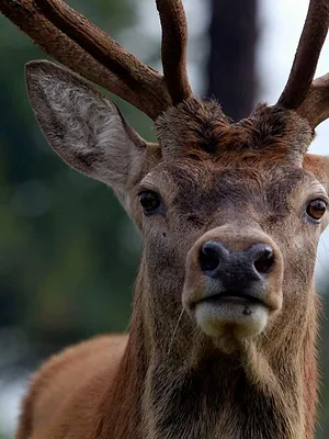 Vénerie et biodiversité
