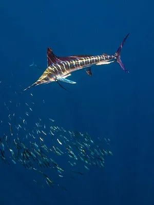 Fish Forever