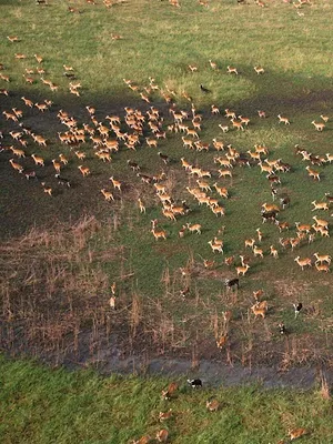 Migration sauvage