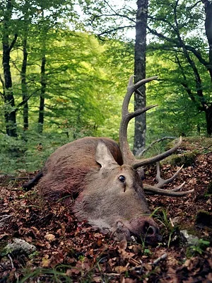 Le mystère des grands cerfs de Lozère