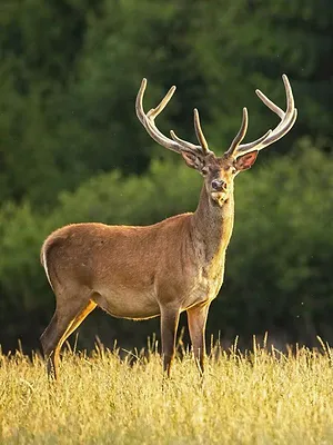 Chasses à sensations