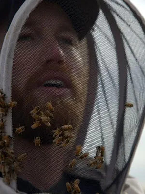 Les secrets des abeilles