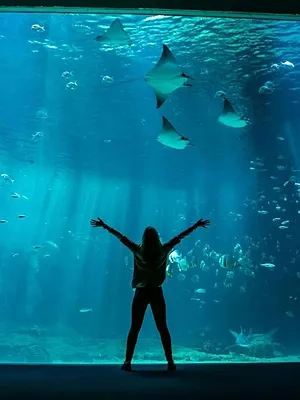 Nausicaá, dans les coulisses du plus grand aquarium d'Europe