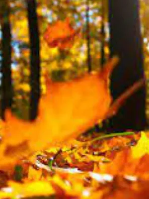 Herfstbeelden