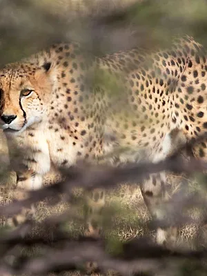 Mein Afrika - Cheetah und ihre Jungen