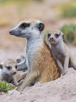 Le clan des suricates, nouvelle génération