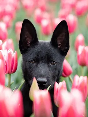 Chiens de berger : l'art de diriger