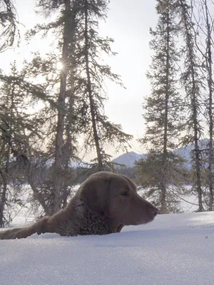 Alaska : nouvelle vie