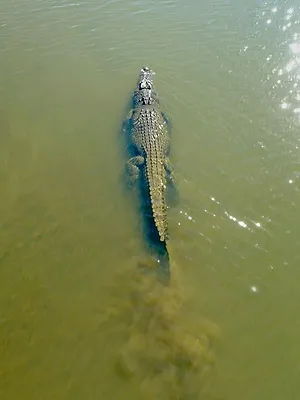 Les prédateurs de la Grande Barrière de corail