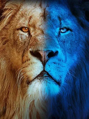 Sur la terre des grands félins