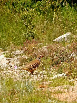Quand la perdrix sort du rouge