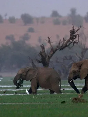 Migration sauvage