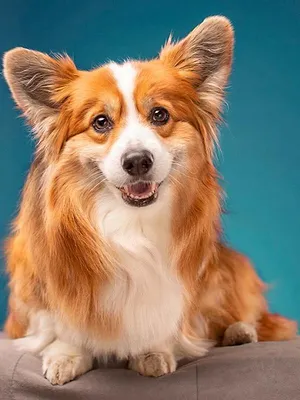 Un chien pour la vie