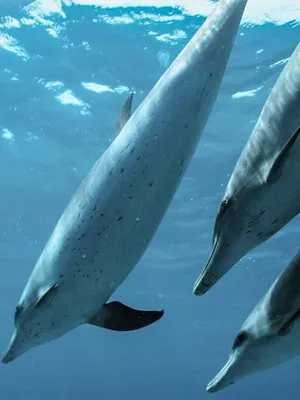 Le monde des océans