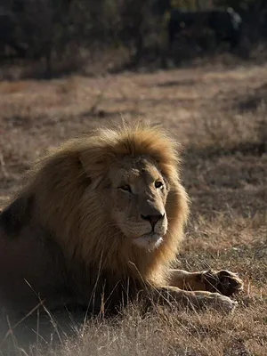 Man vs Lion