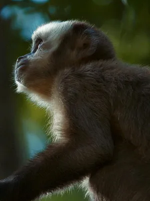 Les lisières de la forêt