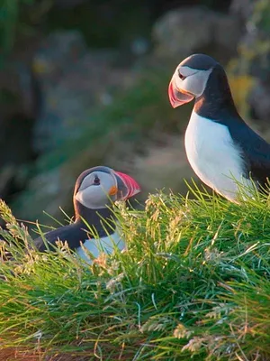 Islande, le sanctuaire des macareux