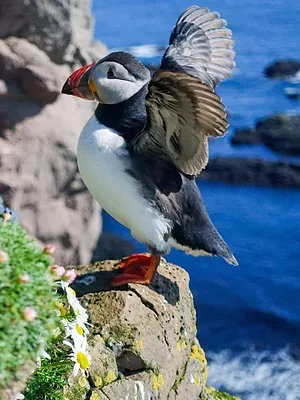 Les pouponnières de la nature