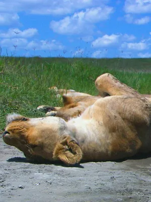 Silly Animals