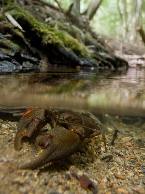 L'Autriche sauvage et ses parcs nationaux