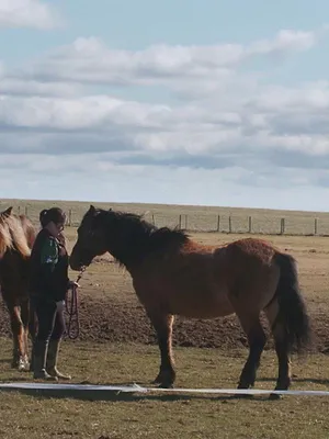 Vétérinaires en terre d'Ecosse