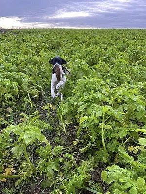 Chiens d'arrêt en plaine