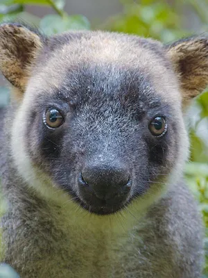 Australie : des kangourous dans les arbres