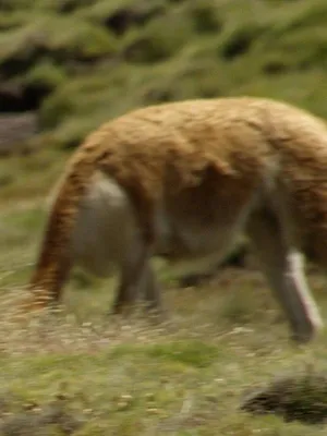 Les Andes, nature extrême