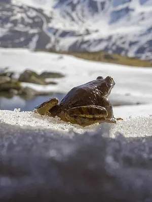 Voyage au coeur des Alpes