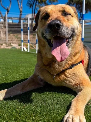 Chiens et chats sans collier