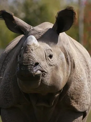 Une saison au zoo