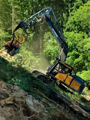 Bûcheron : un métier à hauts risques
