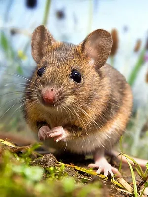 La vie secrète des animaux du village