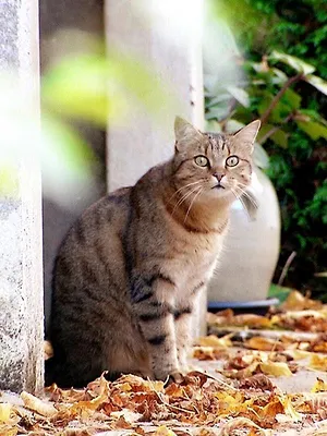 La vie secrète des chats