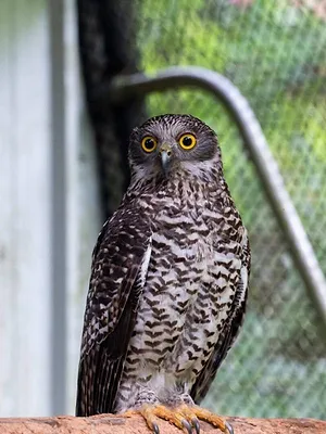 Australie : urgences faune sauvage