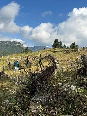 Jeder Baum zählt: Neue Ideen für die Rettung der Wälder