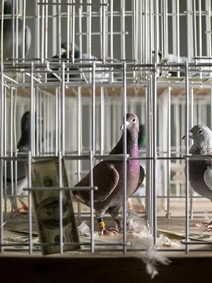 Une course, des pigeons et des millions