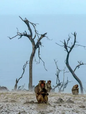 Les réseaux sociaux des animaux