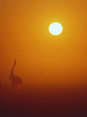 Chine sauvage