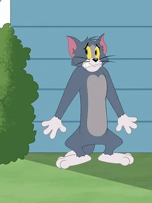 Tom et Jerry Show S5 E19