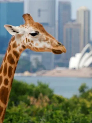 Inside Taronga Zoo